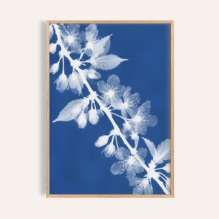 cherry blossom cyanotype print showing cherry blossom in soft focus on Prussian blue