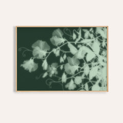 mint sweet pea print showing sweet peas in soft focus on deep forest green