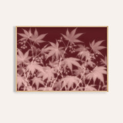 blush maple print showing maple leaves in soft focus on dark oxblood red