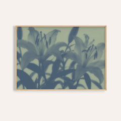 sage lily print showing lilies in soft focus on soft sage green