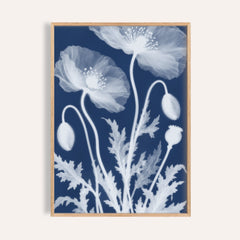 poppy cyanotype print showing poppies in soft focus on deep indigo