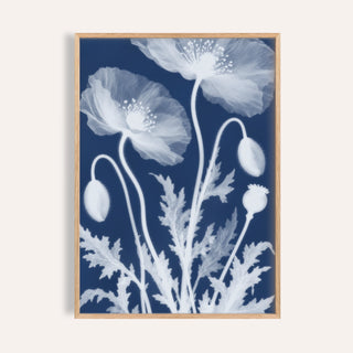 poppy cyanotype print showing poppies in soft focus on deep indigo