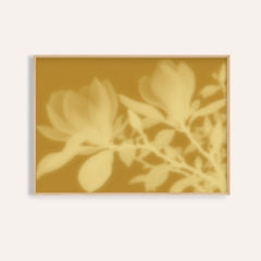 ochre magnolia print showing magnolia in soft focus on warm ochre