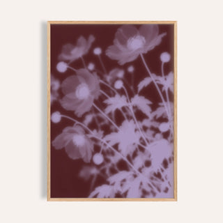 burgundy anemone print showing anemones in soft focus on deep burgundy