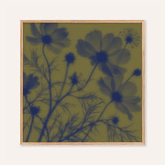 navy cosmos print showing cosmos in soft focus on olive green