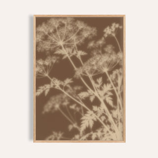 sand cow parsley print showing cow parsley in soft focus on warm sepia brown