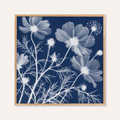 cosmos cyanotype print showing cosmos in soft focus on deep indigo