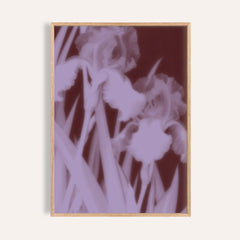 burgundy iris print showing irises in soft focus on deep burgundy