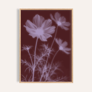 burgundy cosmos print showing cosmos in soft focus on deep burgundy