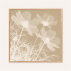 beige cosmos print showing cosmos in soft focus on warm beige