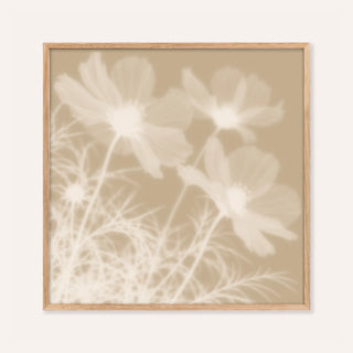 beige cosmos print showing cosmos in soft focus on warm beige