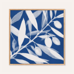 olive branch cyanotype print showing olive leaves in soft focus on Prussian blue