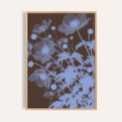 chocolate anemone print showing anemones in soft focus on rich chocolate brown