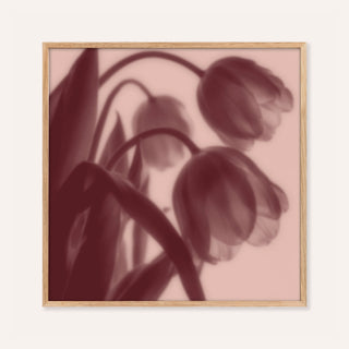 burgundy tulip print showing tulips in soft focus on blush pink