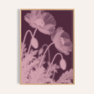 plum poppy print showing poppies in soft focus on dark plum