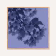 navy cherry blossom print showing cherry blossom in soft focus on periwinkle blue
