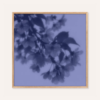 navy cherry blossom print showing cherry blossom in soft focus on periwinkle blue