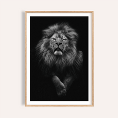Black Lion Art Print