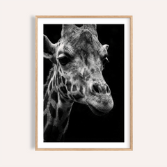 Framed print of giraffe photography poster showing a black and white close-up of a giraffe's face