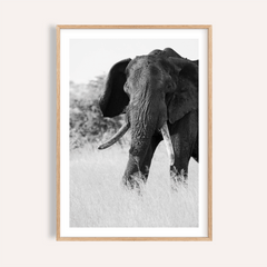 Elephant Black And White Art Print