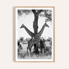 Framed close-up of giraffe black and white art print showing two giraffes by a tree in a photographic style