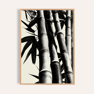 Framed Bamboo Black And White Print showing close-up of bamboo stalks in monochrome