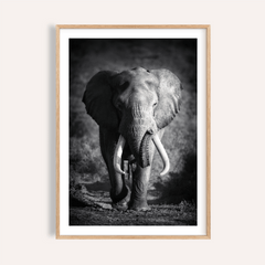 Wildlife Photography Art