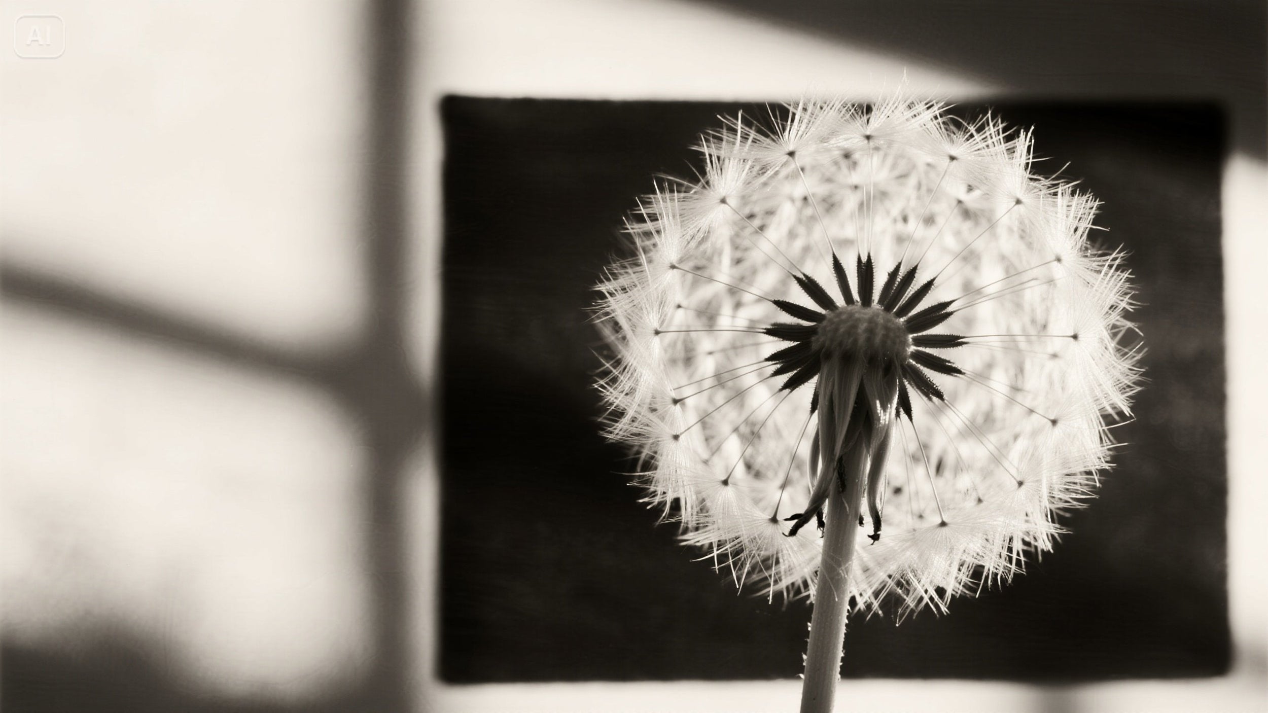 Dandelion Wall Art: A Gentle Reminder of Life’s Changes