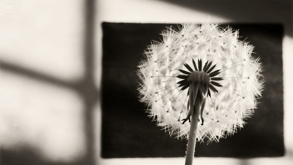 Dandelion Wall Art: A Gentle Reminder of Life’s Changes