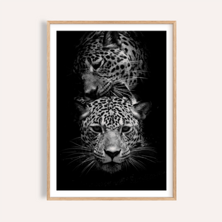 Leopard Photography Print showing two leopard faces in monochrome close-up