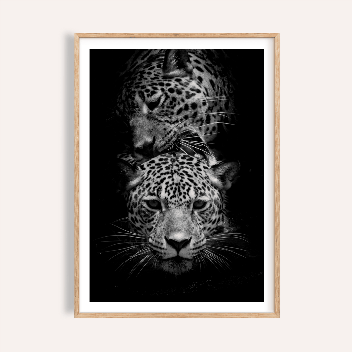Leopard Photography Print showing two leopard faces in monochrome close-up