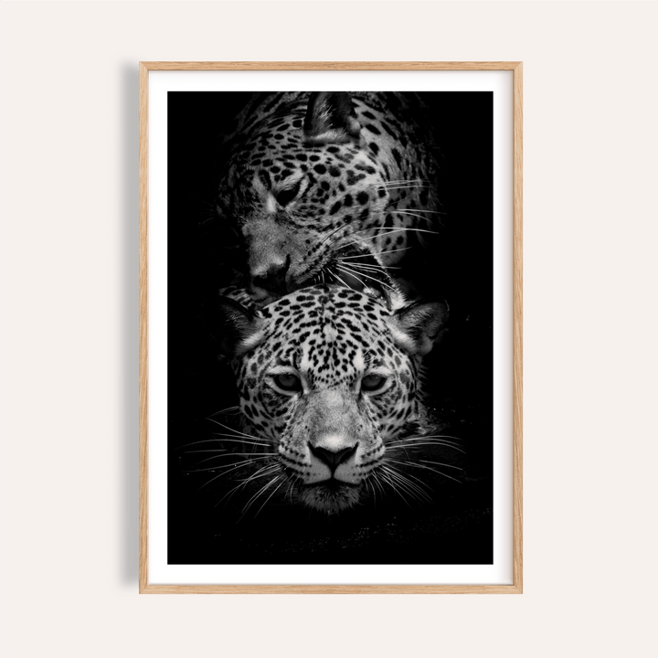 Leopard Photography Print showing two leopard faces in monochrome close-up