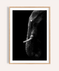 Wildlife Photography Art elephant poster with centered tusks in black and white