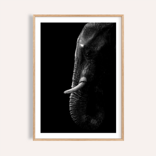 Wildlife Photography Art elephant poster with centered tusks in black and white