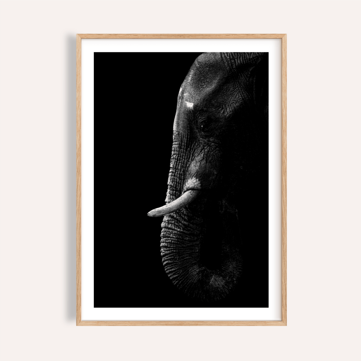 Wildlife Photography Art elephant poster with centered tusks in black and white