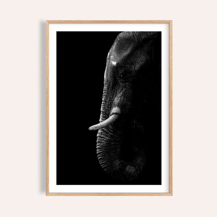 Wildlife Photography Art elephant poster with centered tusks in black and white