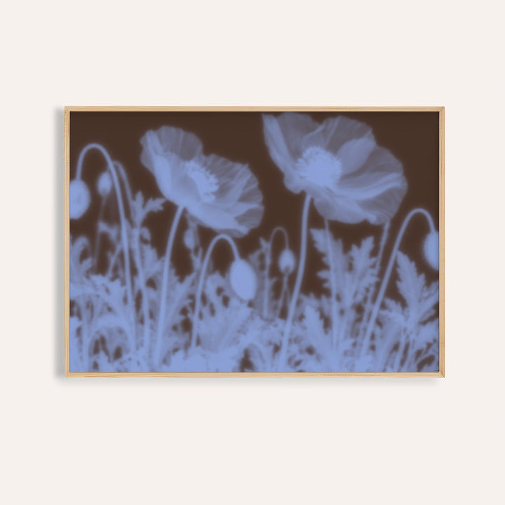 chocolate poppy print showing poppies in soft focus on rich chocolate brown