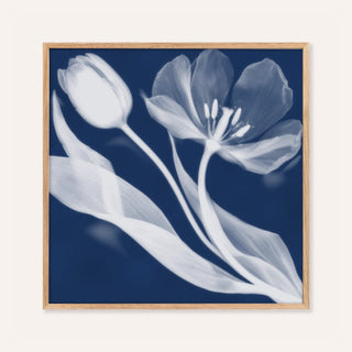 tulip cyanotype print showing tulips in soft focus on deep indigo