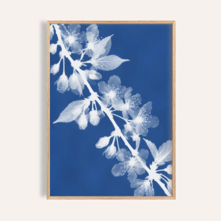 cherry blossom cyanotype print showing cherry blossom in soft focus on Prussian blue