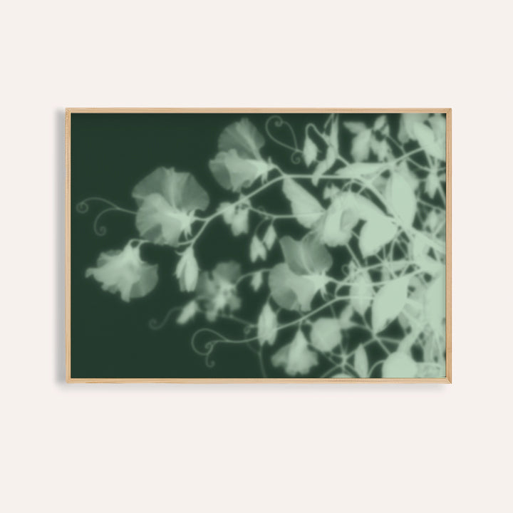 mint sweet pea print showing sweet peas in soft focus on deep forest green