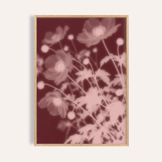 blush anemone print showing anemones in soft focus on dark oxblood red