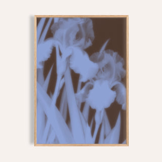 chocolate iris print showing irises in soft focus on rich chocolate brown