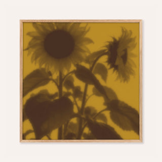 brown sunflower print showing sunflowers in soft focus on mustard yellow