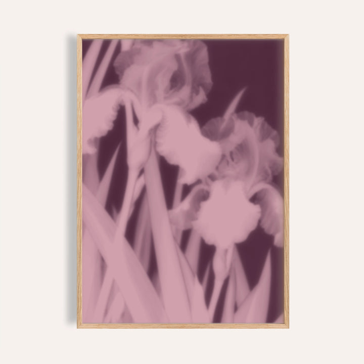 plum iris print showing irises in soft focus on dark plum