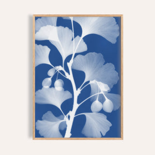 ginkgo cyanotype print showing ginkgo in soft focus on Prussian blue
