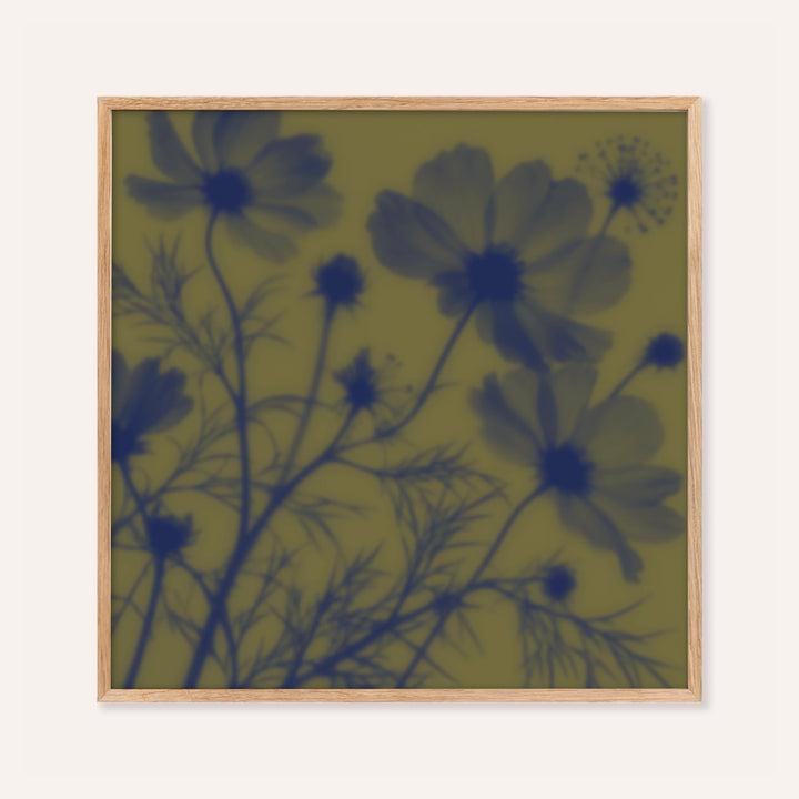 navy cosmos print showing cosmos in soft focus on olive green