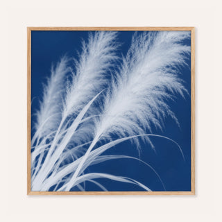 pampas grass cyanotype print showing pampas grass in soft focus on Prussian blue