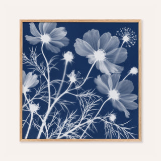 cosmos cyanotype print showing cosmos in soft focus on deep indigo