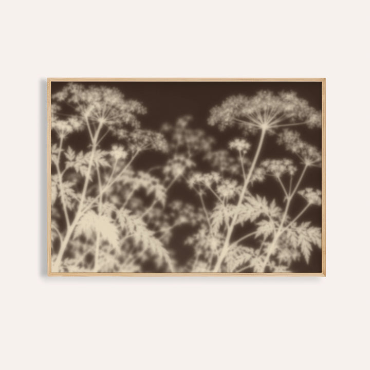 cream cow parsley print showing cow parsley in soft focus on dark espresso brown