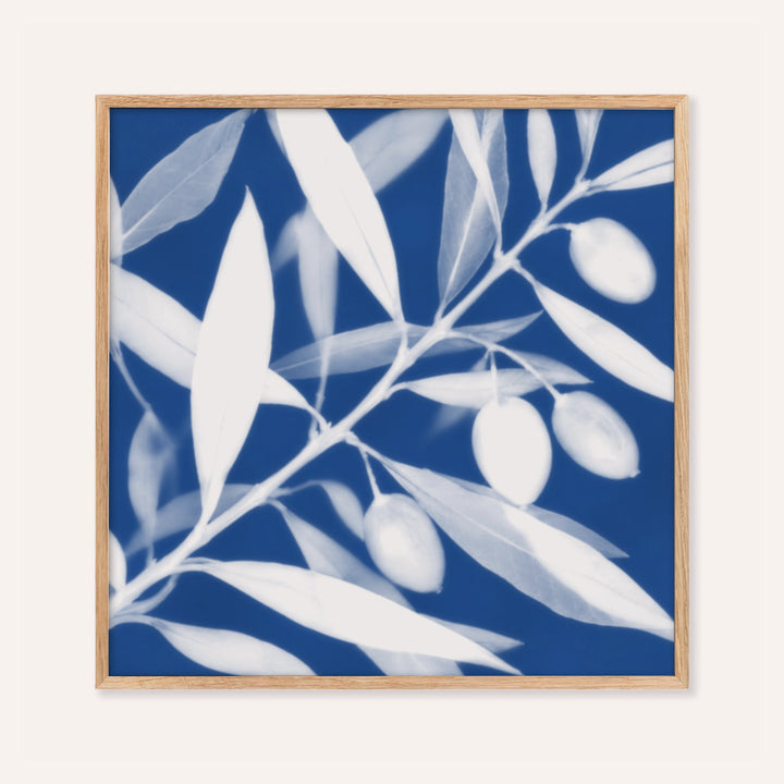 olive branch cyanotype print showing olive leaves in soft focus on Prussian blue